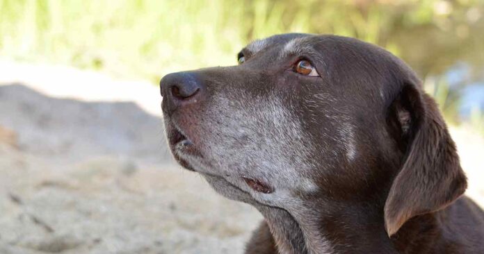 sweet old chocolate labrador with grey muzzle