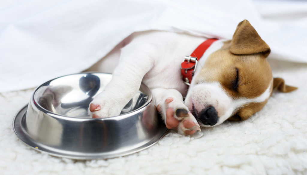 Can Dogs Eat Salmon? How To Safely Feed Salmon To Your Dog