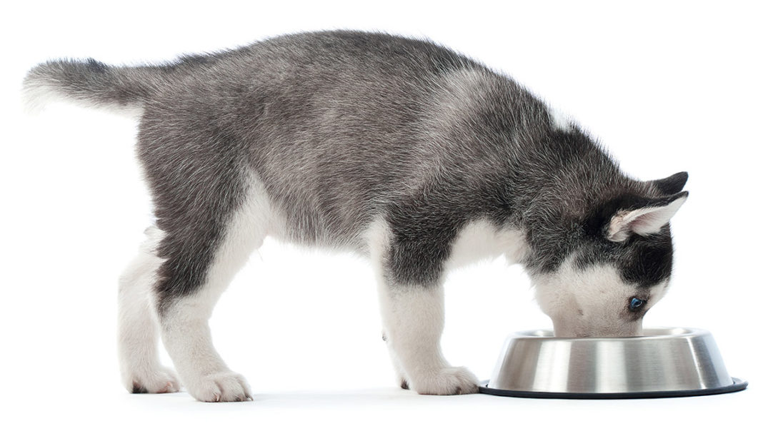 Can Dogs Eat Salmon? How To Safely Feed Salmon To Your Dog