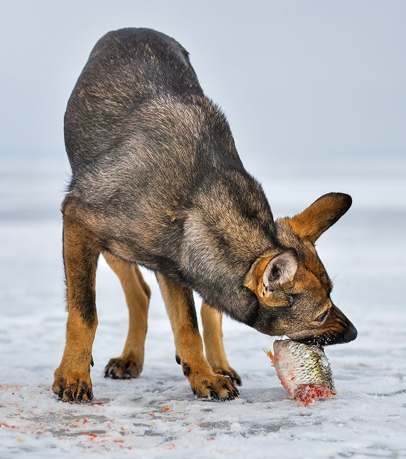 salmon fish for dogs