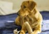 are antlers safe for dogs