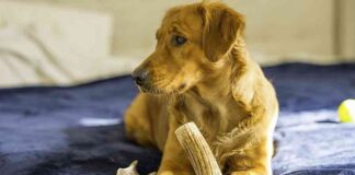 are antlers safe for dogs