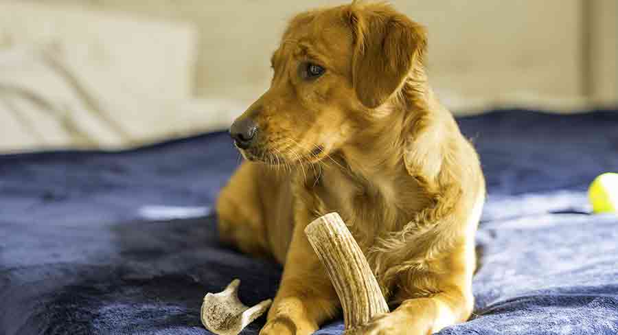 are dog chewing bones bad for them