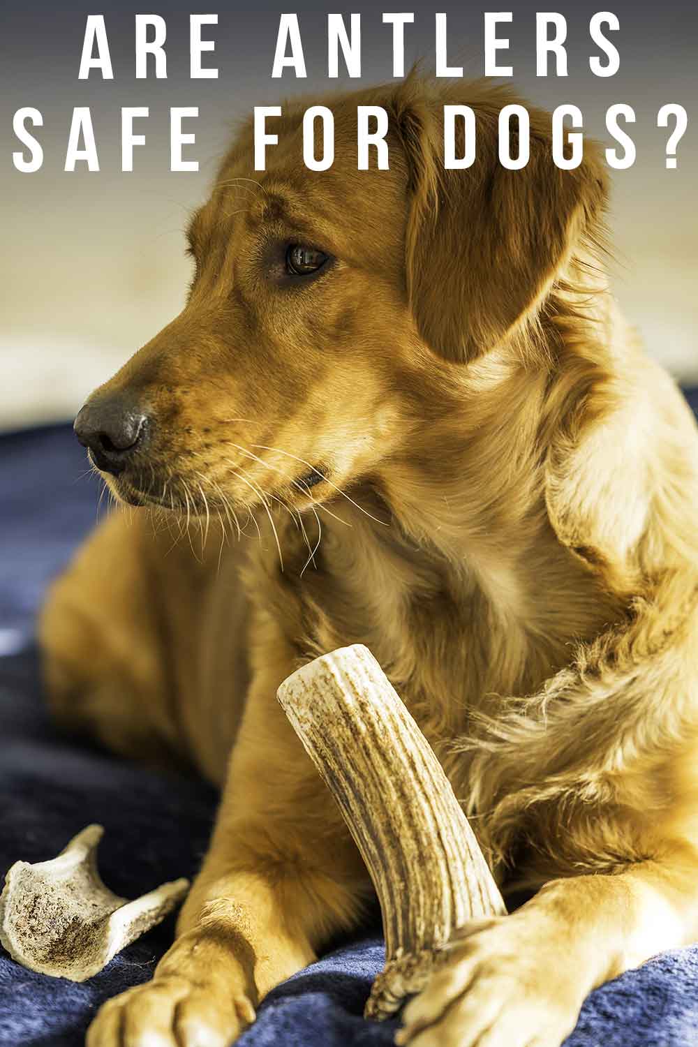 Are Reindeer Antlers Good For Dogs