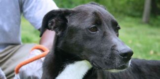 border collie lab mix