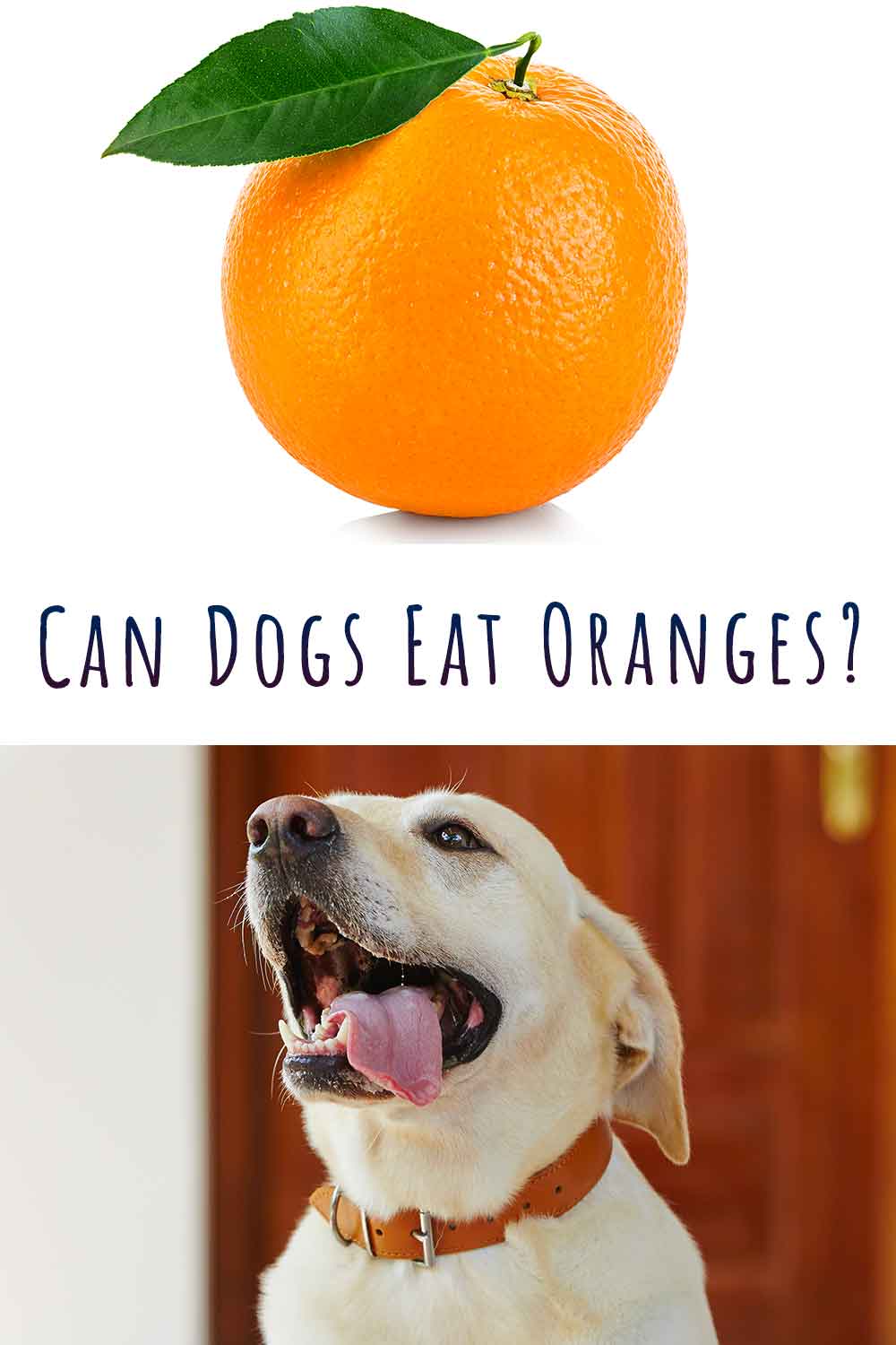 les chiens peuvent-ils manger des oranges