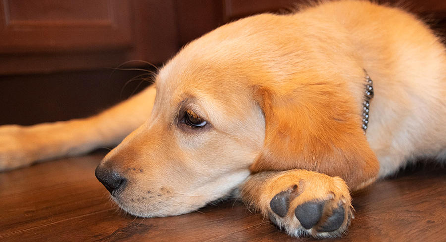 are golden labs good dogs