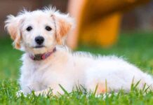 miniature labradoodle