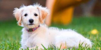 miniature labradoodle