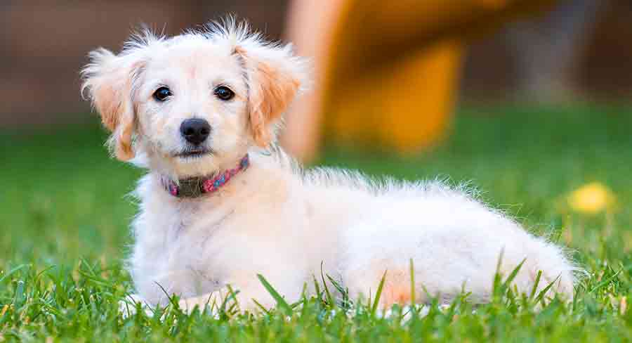 mini golden labradoodle full grown