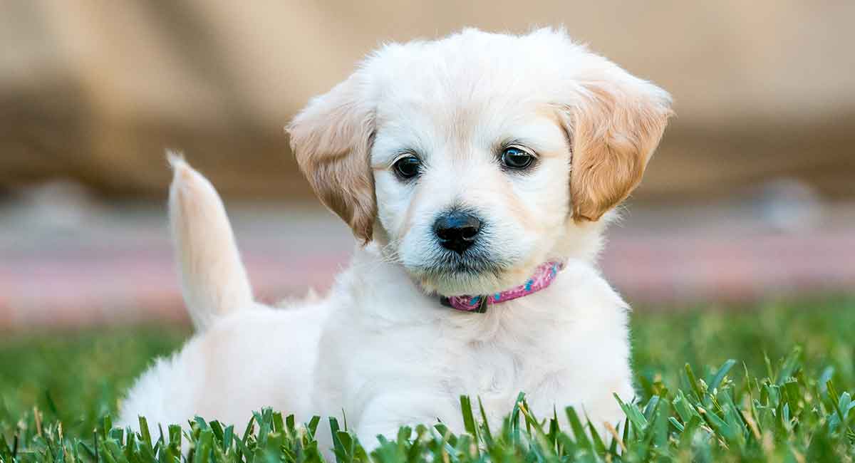 mini labradoodle