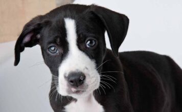 pitbull lab mix