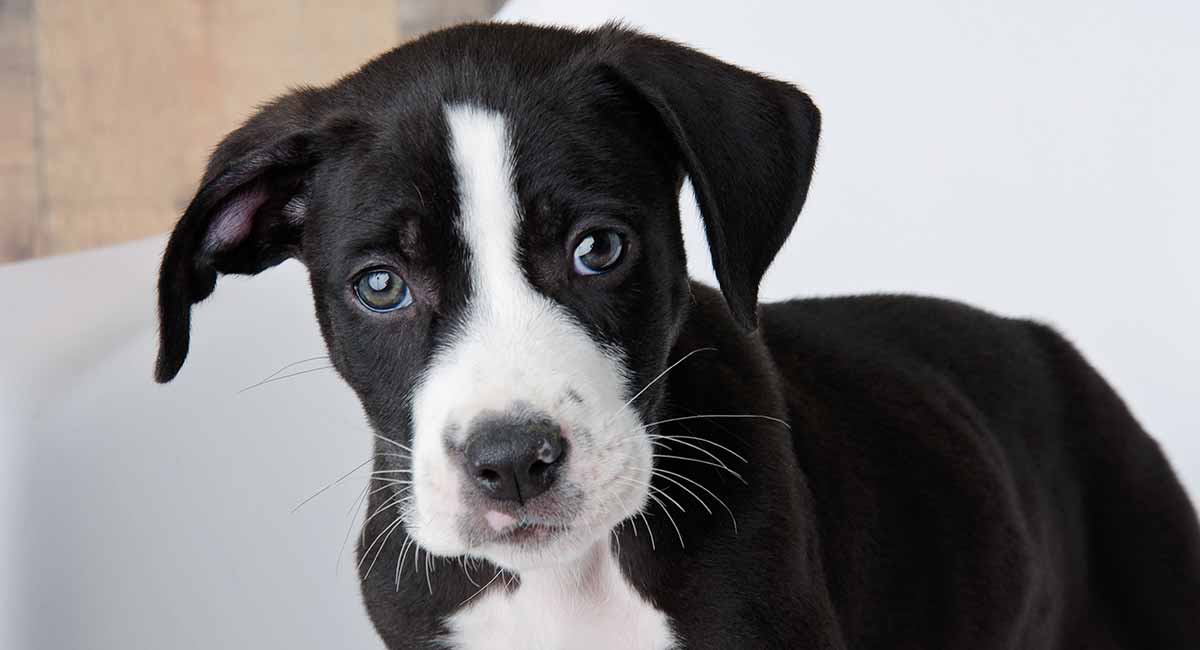 brindle pit mix puppy