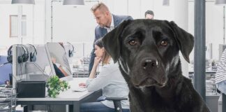 take your dog to work day