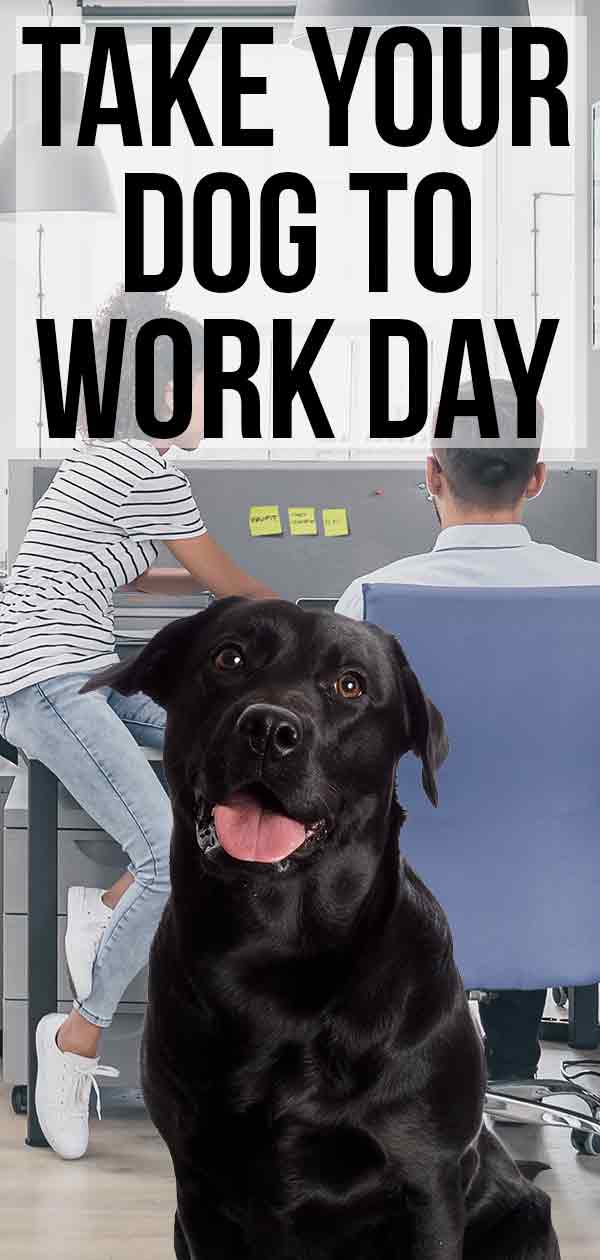 Take Your Dog To Work Day Is Your Company On Board?