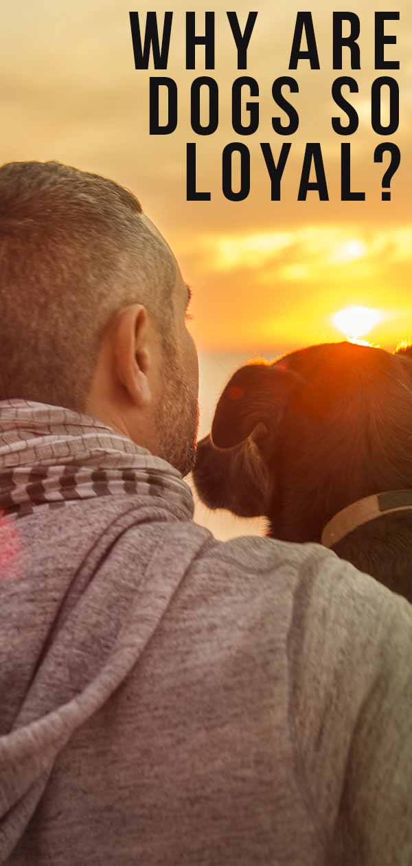 Why Are Dogs So Loyal Uncovering Their Amazing Devotion