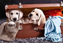 cute dog quotes