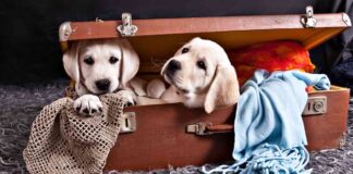 cute dog quotes