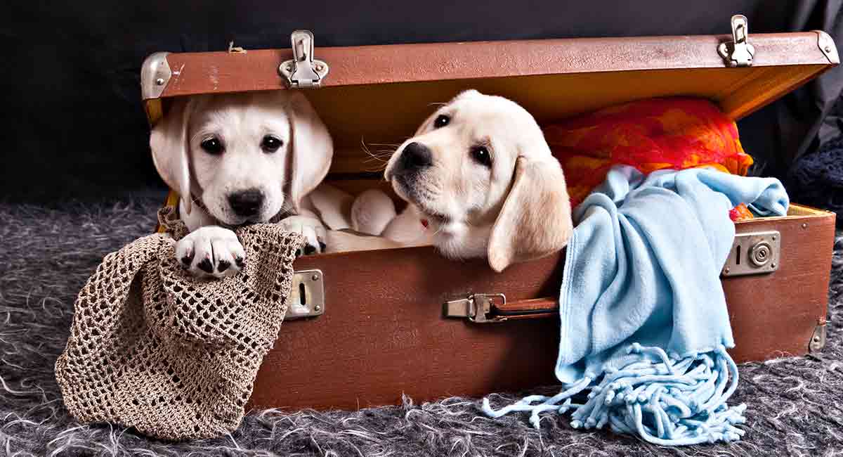 cute dog quotes and sayings