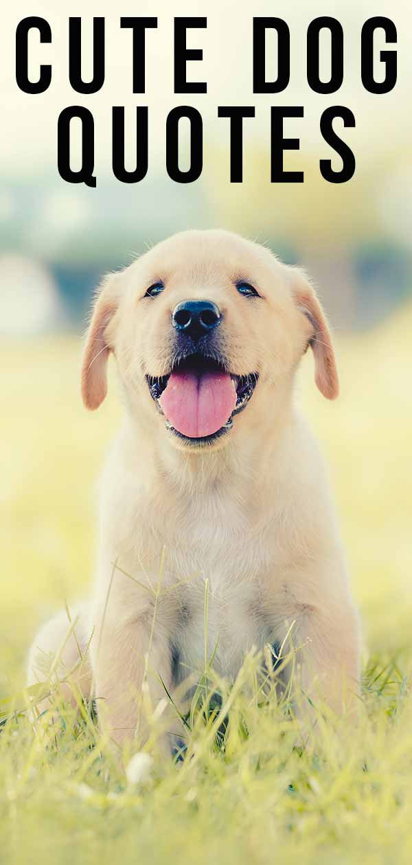 Cute Dog Quotes To Raise A Smile On Any Occasion cute-dog-quotes-to-raise-a-smile-on-any-occasion