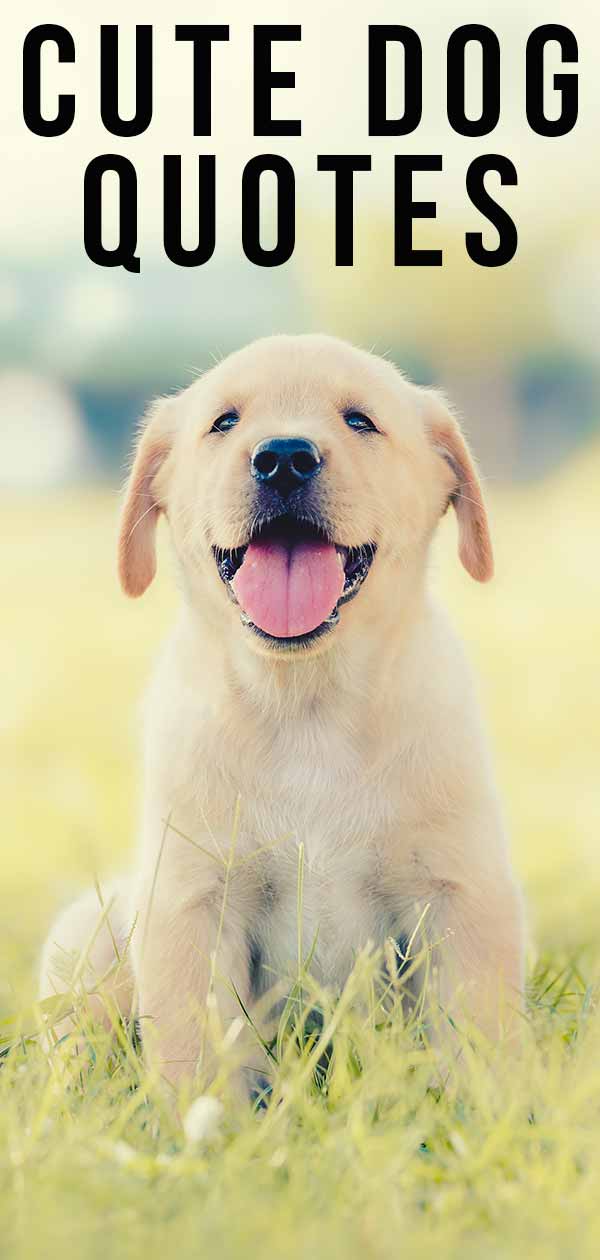 cute dog quotes and sayings