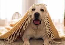 funny dog quotes