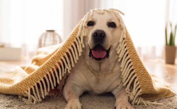 funny dog quotes