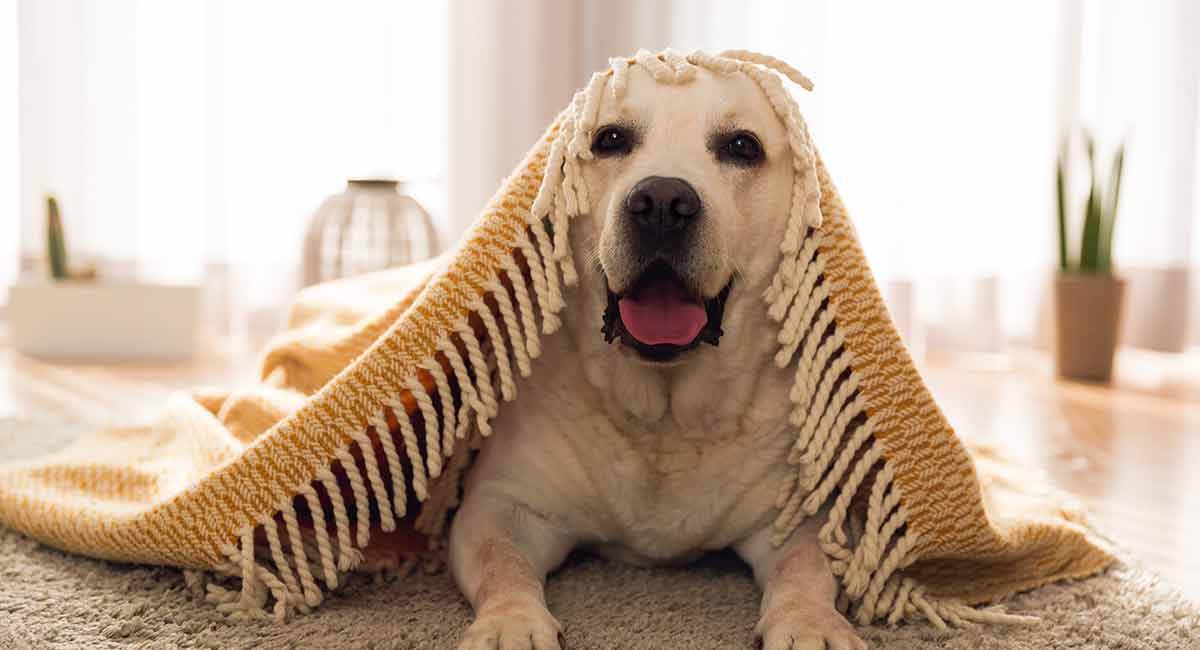 Stunning Photos Captures Dogs' Pre-Catch Treat Face - PetGuide