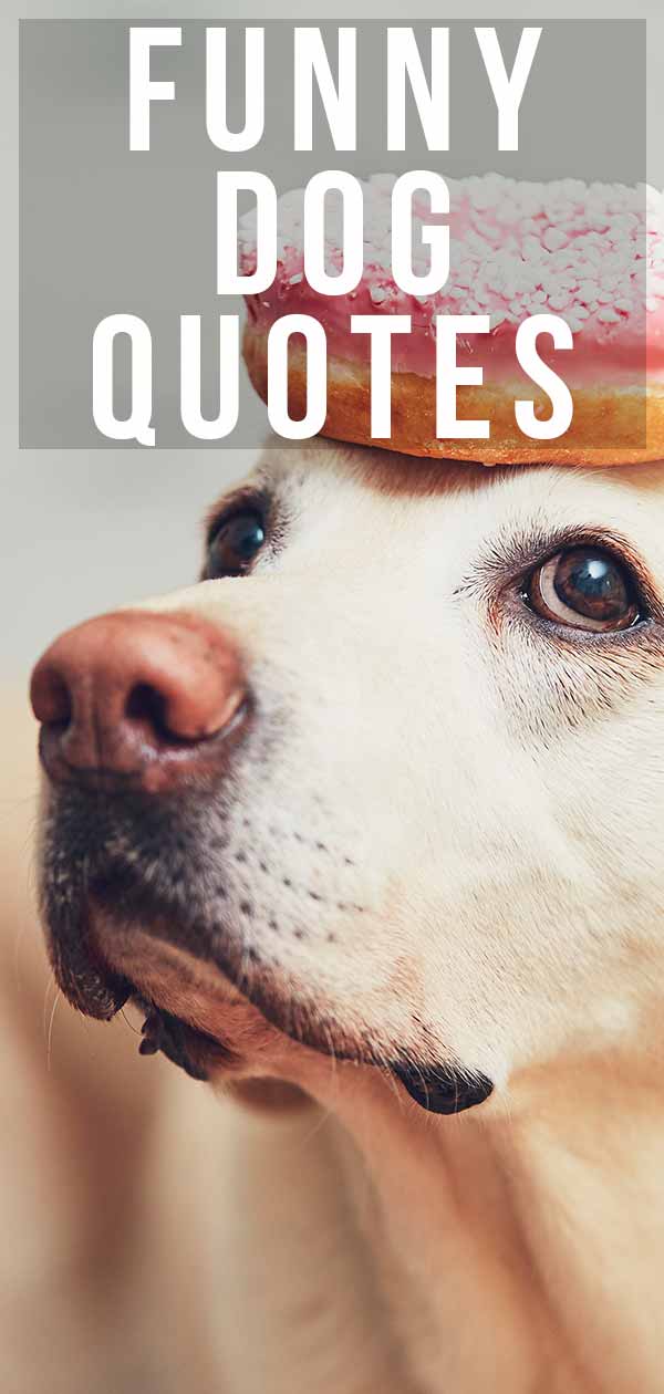 funny dog quotes