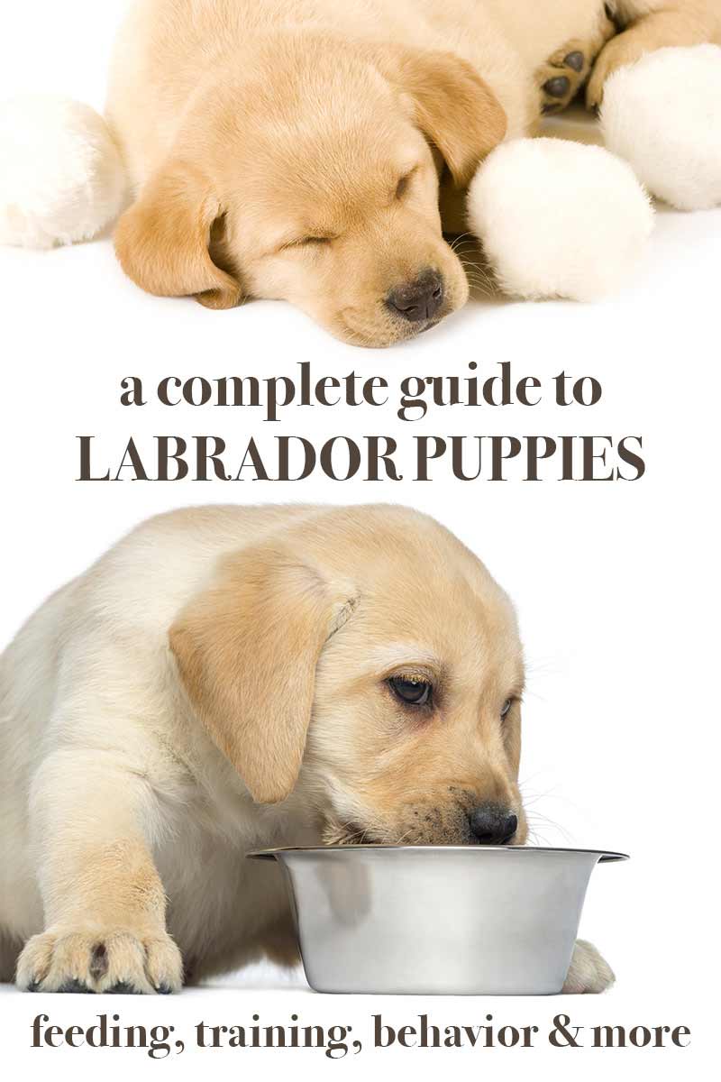 a guide to labrador puppies