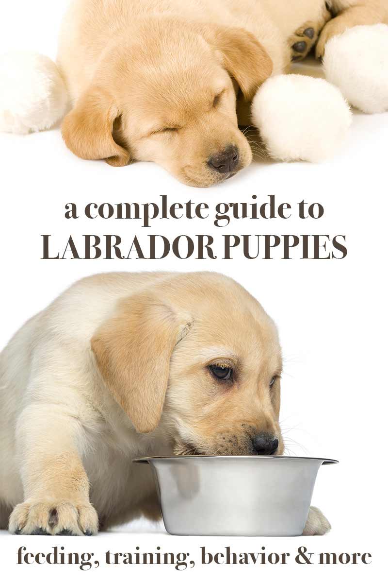 Labrador Puppy Vaccination Chart