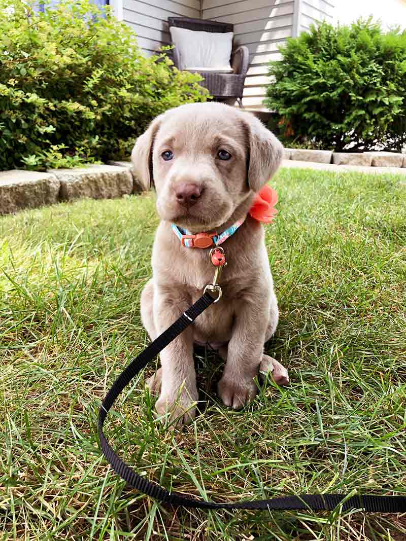 yellow and chocolate lab