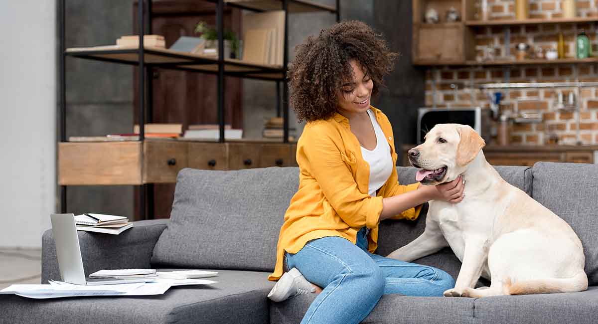 labrador retriever apartment living