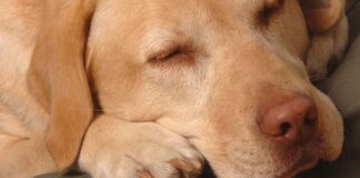 are labradors calm dogs