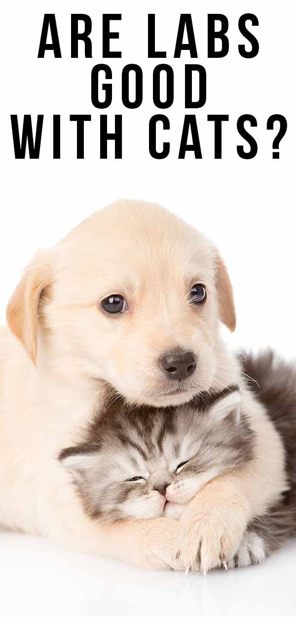 are labs good with cats