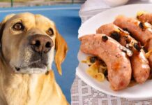 can dogs eat pork