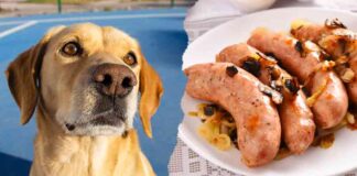 can dogs eat pork