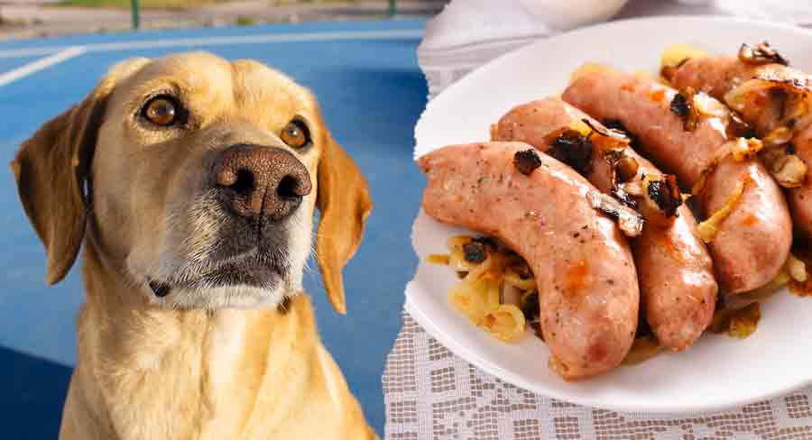 Can Dogs Eat Sausage As a Treat 