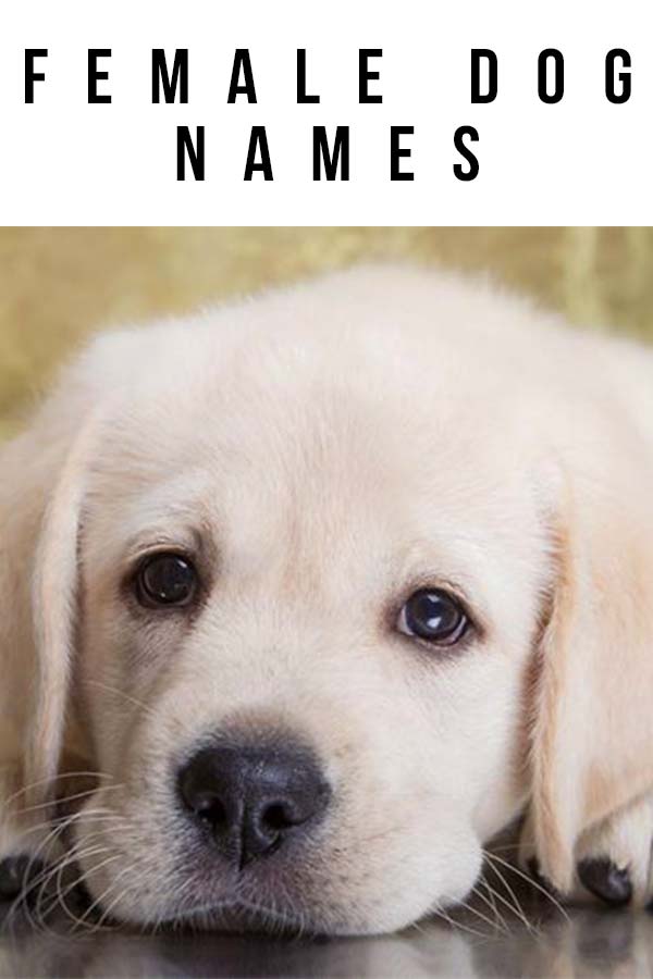 Female Dog Names With Meaning Of Love / Indian Names For