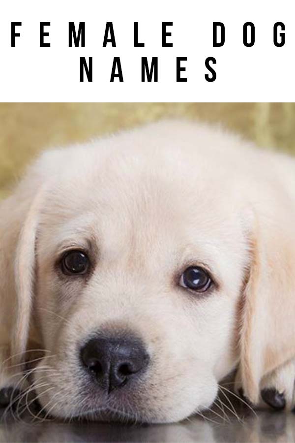 small female puppy names