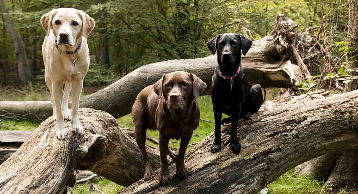 black lab yellow lab mix