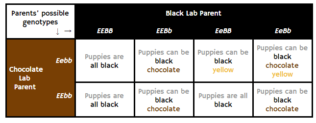 can 2 yellow labs have black puppies