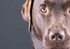 Strong Dog Names