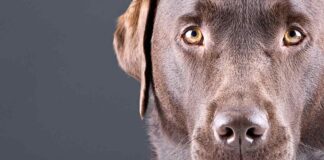 Strong Dog Names