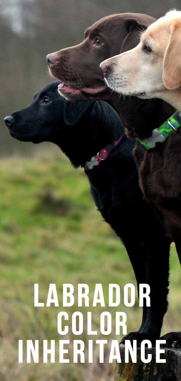 Labrador Color Chart