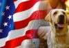 american labrador
