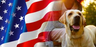 american labrador