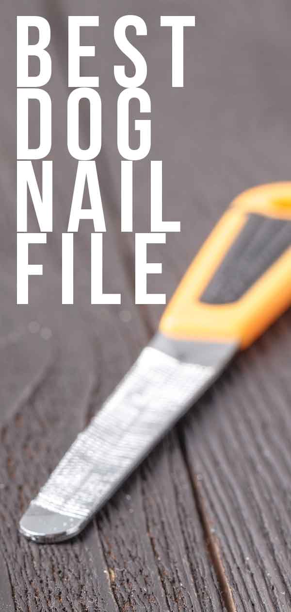 File Dog's Nails At Home Clearance, SAVE 50%.