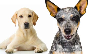 blue heeler lab mix