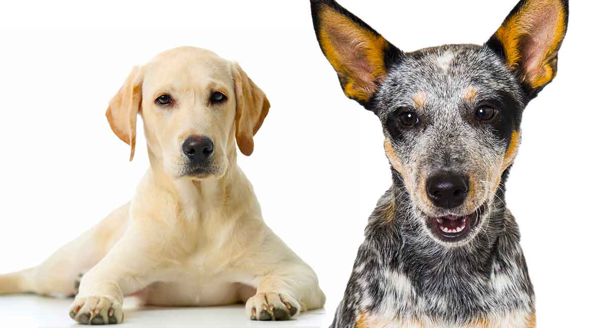 Vægt spor Bytte Blue Heeler Lab Mix - What To Expect From This Designer Dog